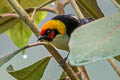 Flame-faced Tanager Tangara parzudakii urubambae 