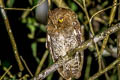 Foothill Screech Owl Megascops roraimae napensis (Roraiman Screech Owl)