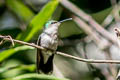 Fork-tailed Woodnymph Thalurania furcata jelskii