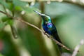 Fork-tailed Woodnymph Thalurania furcata jelskii