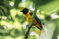 Fulvous Shrike-Tanager Lanio fulvus peruvianus