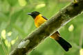 Fulvous Shrike-Tanager Lanio fulvus peruvianus
