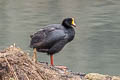 Giant Coot Fulica gigantea