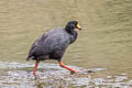 Giant Coot Fulica gigantea