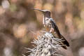 Giant Hummingbird Patagona gigas peruviana