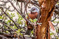 Giant Conebill Conirostrum binghami