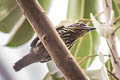 Gilded Barbet Capito auratus punctatus