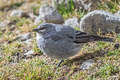 Glacier Finch Idiopsar speculifer magnirostris