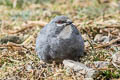 Glacier Finch Idiopsar speculifer magnirostris