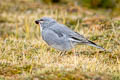 Glacier Finch Idiopsar speculifer magnirostris