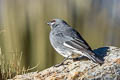 Glacier Finch Idiopsar speculifer magnirostris