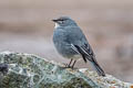 Glacier Finch Idiopsar speculifer magnirostris