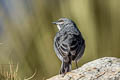 Glacier Finch Idiopsar speculifer magnirostris