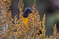 Golden-backed Mountain Tanager Cnemathraupis aureodorsalis