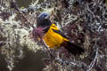 Golden-backed Mountain Tanager Cnemathraupis aureodorsalis