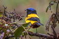 Golden-backed Mountain Tanager Cnemathraupis aureodorsalis