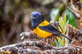 Golden-backed Mountain Tanager Cnemathraupis aureodorsalis