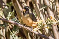 Golden-billed Saltator Saltator aurantiirostris albociliaris