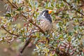 Golden-billed Saltator Saltator aurantiirostris albociliaris