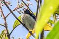 Golden-collared Honeycreeper Iridophanes pulcherrimus pulcherrimus