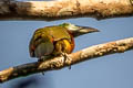 Golden-collared Toucanet Selenidera reinwardtii langsdorffii 