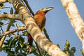 Golden-collared Toucanet Selenidera reinwardtii langsdorffii 