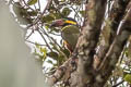 Golden-collared Toucanet Selenidera reinwardtii langsdorffii 