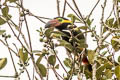 Golden-collared Toucanet Selenidera reinwardtii langsdorffii 