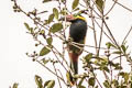 Golden-collared Toucanet Selenidera reinwardtii langsdorffii 