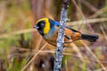 Golden-collared Tanager Iridosornis jelskii jelskii