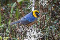 Golden-collared Tanager Iridosornis jelskii jelskii