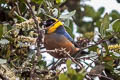 Golden-collared Tanager Iridosornis jelskii bolivianus