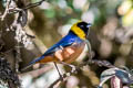 Golden-collared Tanager Iridosornis jelskii bolivianus