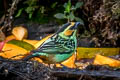 Golden-eared Tanager Tangara chrysotis