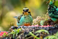 Golden-eared Tanager Tangara chrysotis