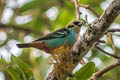 Golden-eared Tanager Tangara chrysotis