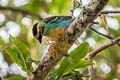 Golden-eared Tanager Tangara chrysotis