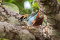 Golden-eared Tanager Tangara chrysotis