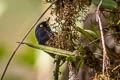 Golden-eyed Flowerpiercer Diglossa glauca glauca