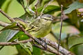 Golden-faced Tyrannulet Zimmerius chrysops