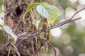 Golden-green woodpecker Piculus chrysochloros laemostictus 