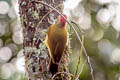 Golden-green woodpecker Piculus chrysochloros laemostictus 