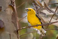 Golden Grosbeak Pheucticus chrysogaster