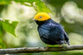 Golden-headed Manakiin Ceratopipra erythrocephala berlepschi 