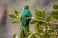 Golden-headed Quetzal Pharomachrus auriceps auriceps