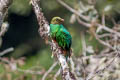 Golden-headed Quetzal Pharomachrus auriceps auriceps