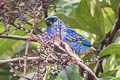 Golden-naped Tanager Chalcothraupis ruficervix inca