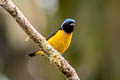 Golden-rumped Euphina Chlorophonia cyanocephala cyanocephala (Blue-hooded Euphonia)