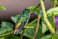 Golden-tailed Sapphire Chrysuronia oenone josephinae