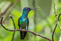 Golden-tailed Sapphire Chrysuronia oenone josephinae